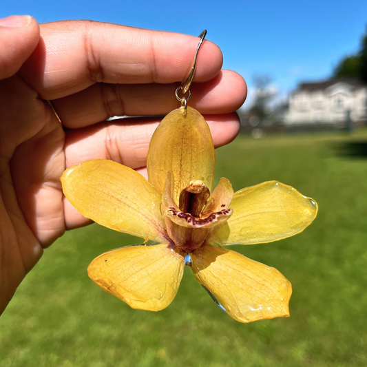 Real Yellow Cymbidium orchid Earring