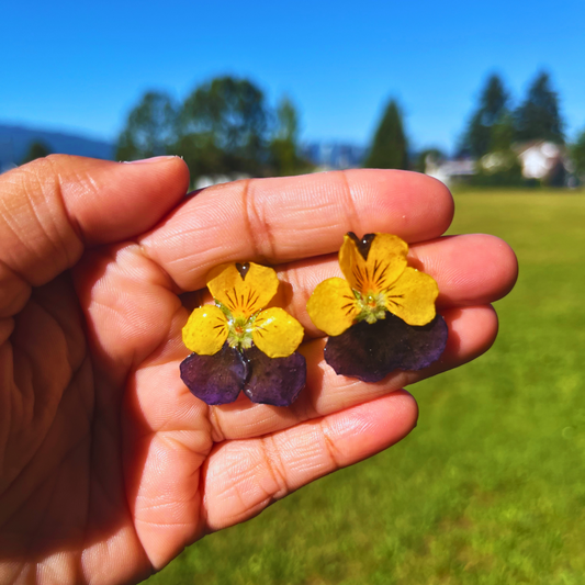 Real Yellow Purple Pansy Studs