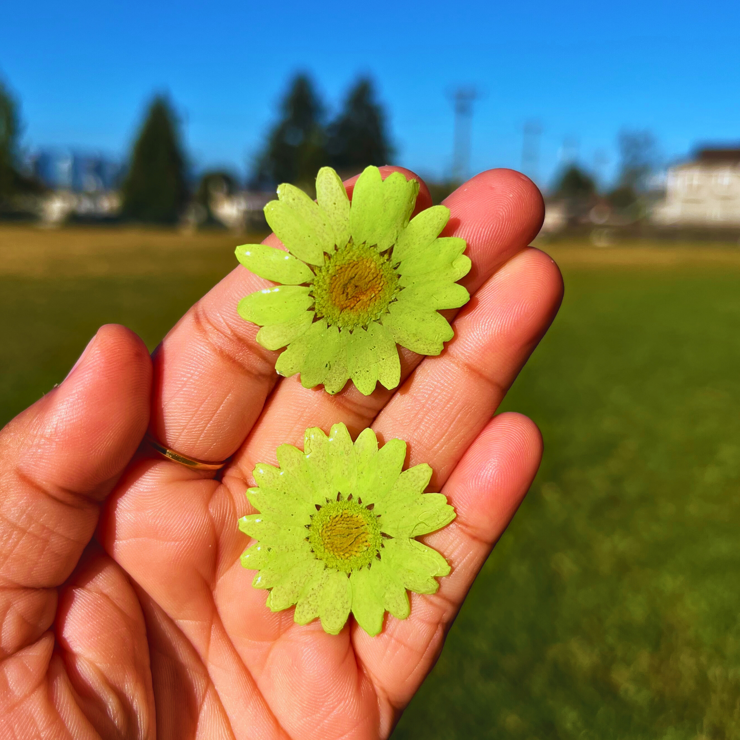 Pair of Green Daisy Real Flower Studs